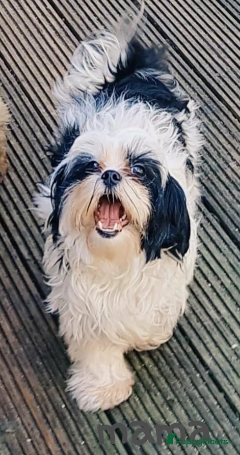 Kruising honden Boomer pups bijna 8 weken oud - Advertentie 2