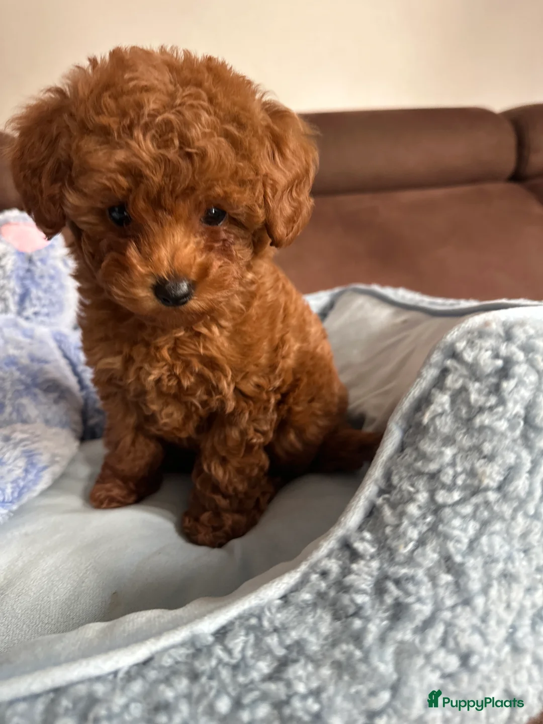 Poedel Toy honden te koop: Toypoedel puppy’s – liefdevolle gezinnen gezocht - Advertentie 8