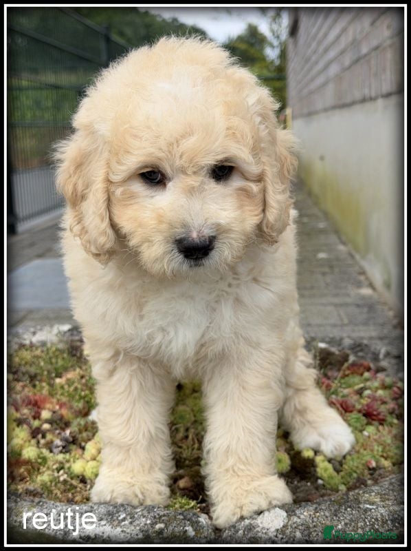 Labradoodle honden Labradoodle pups +/- 45 cm - Advertentie 2