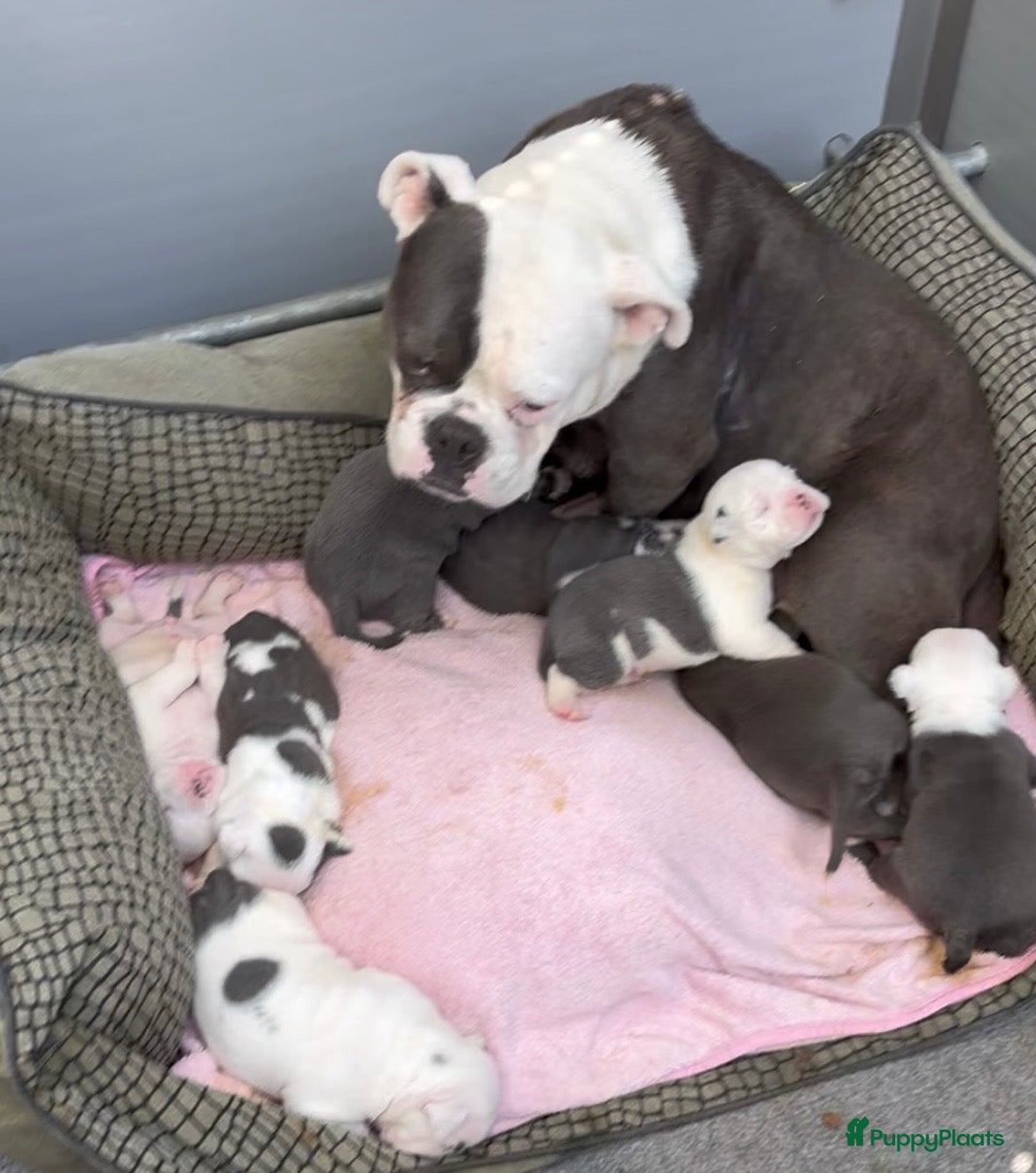 Old English Bulldog honden Prachtige Old English Bulldog pups - Advertentie 1