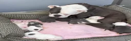 Old English Bulldog honden te koop: Prachtige Old English Bulldog pups - Advertentie 1