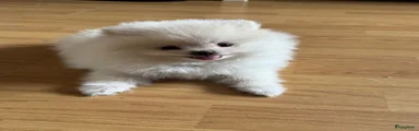Ace