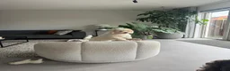 Australian Labradoodle honden te koop: Australian Labradoodle teefje - Advertentie 10