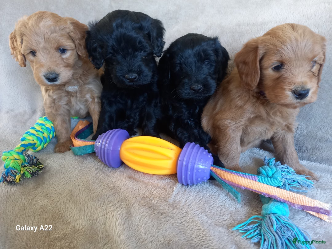 Australian Labradoodle honden te koop: Australian labradoodle puppy's  - Advertentie 4