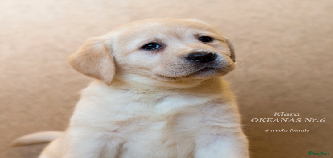 Galerij afbeelding {{count}}