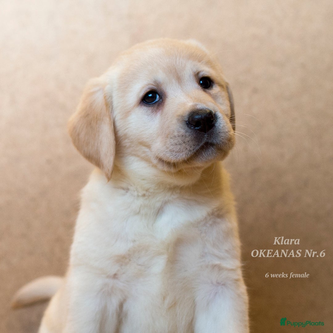 Galerij afbeelding {{count}}