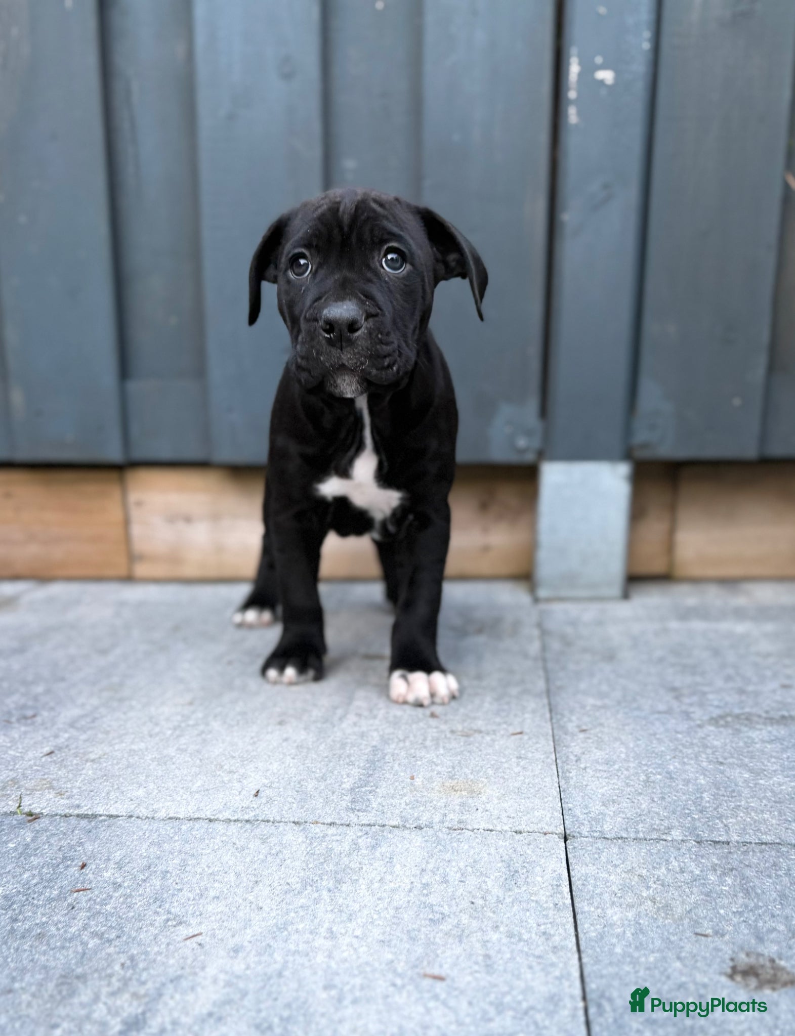 Kruising honden Cane corso x Pitbull Puppy’s  - Advertentie 5