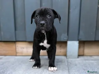 Kruising honden Cane corso x Pitbull Puppy’s - Advertentie 5
