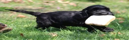 Cockapoo honden te koop: Knappe Cockapoo pups - Advertentie 7