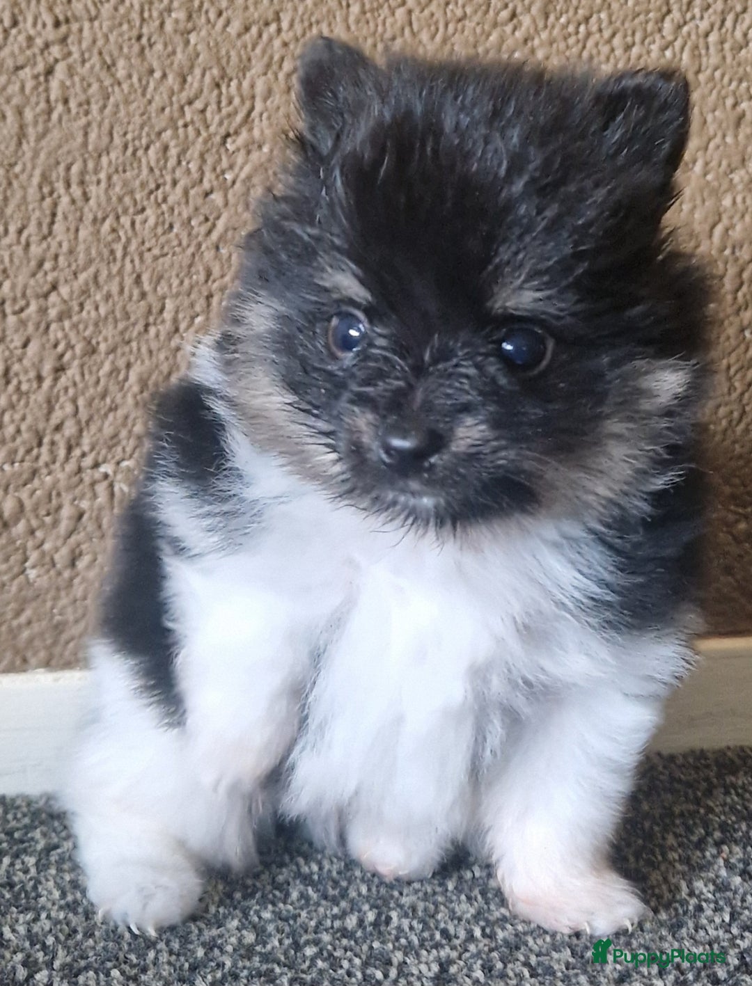 Pomeriaan honden te koop: Pomeriaan pups #panda dog # black and tan  - Advertentie 2