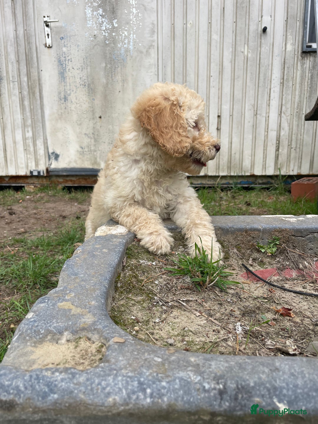 Labradoodle honden te koop: Mooie Labradoodle pups! - Afbeelding 5