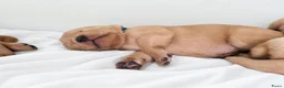 Labrador Retriever honden te koop: Super leuke labrador pups! - Advertentie 5