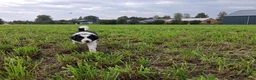 Border Collie honden te koop: 2 prachtige Border Collie pups  - Advertentie 23