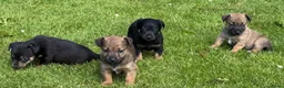 Jack Russel Terriër honden te koop: Prachtige Jack Russel Puppy’s  - Advertentie 9