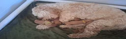Kruising honden te koop: Cockapoo x Australian labradoodle - Advertentie 8