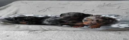 Dwergteckel honden te koop: Dwerg teckel harlequins. - Advertentie 4