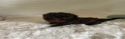 Poedel Toy honden te koop: 3 prachtige toy poedels  - Advertentie 25