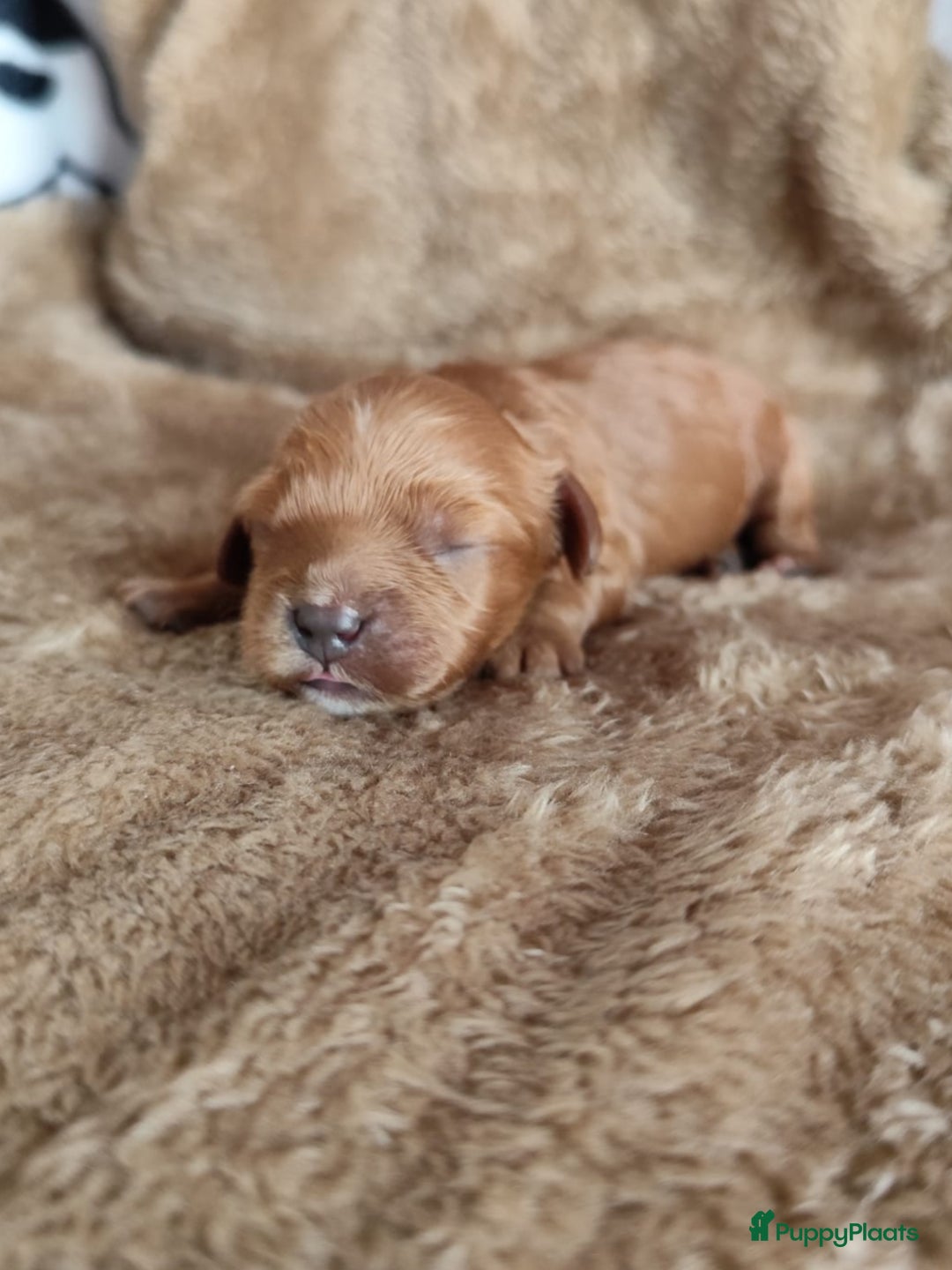 Cavapoo honden te koop: Prachtige cavapoo pups - Advertentie 10