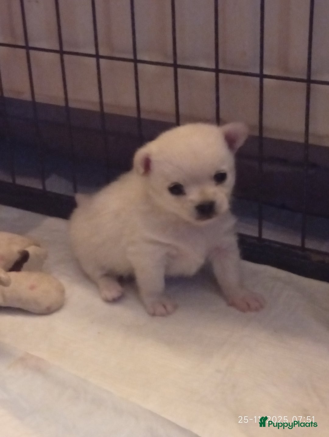 Kruising honden te koop: zeer mooie kruising pomchi nog 1 beschikbaar  - Advertentie 10