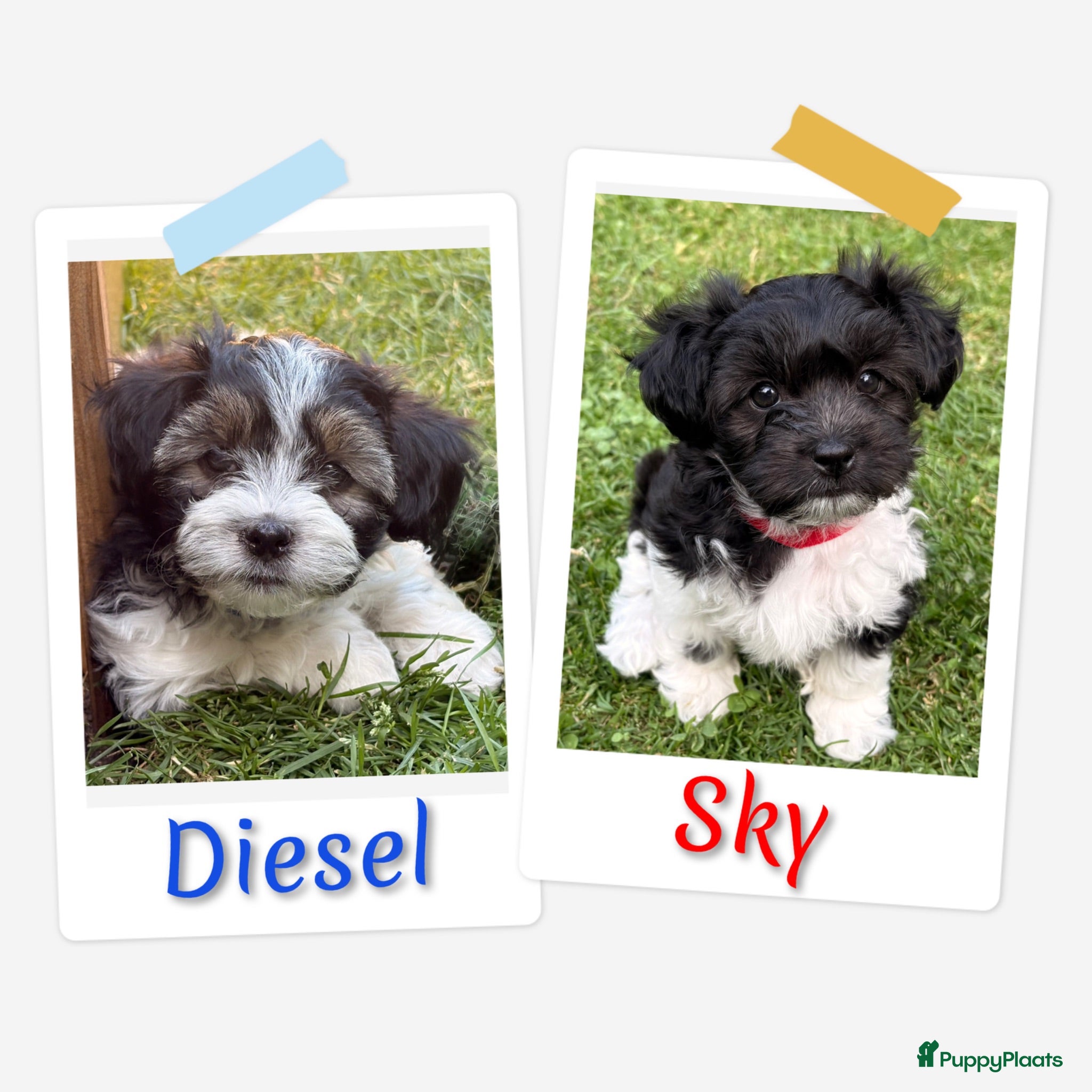 Kruising honden Boomer pups te koop - Advertentie 2