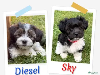 Kruising honden Boomer pups te koop - Advertentie 2