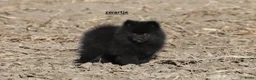 Pomeriaan honden te koop: pomeriaan pups beschikbaar - Advertentie 5