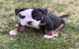 Old English Bulldog honden te koop: Old english Bulldog pups uit geteste ouders - Afbeelding 8