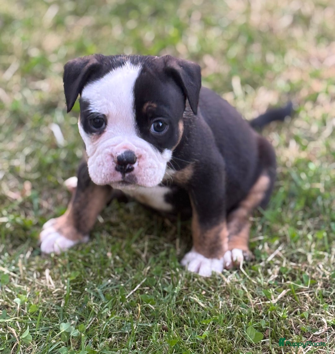 Old English Bulldog honden te koop: Old english Bulldog pups uit geteste ouders - Afbeelding 8