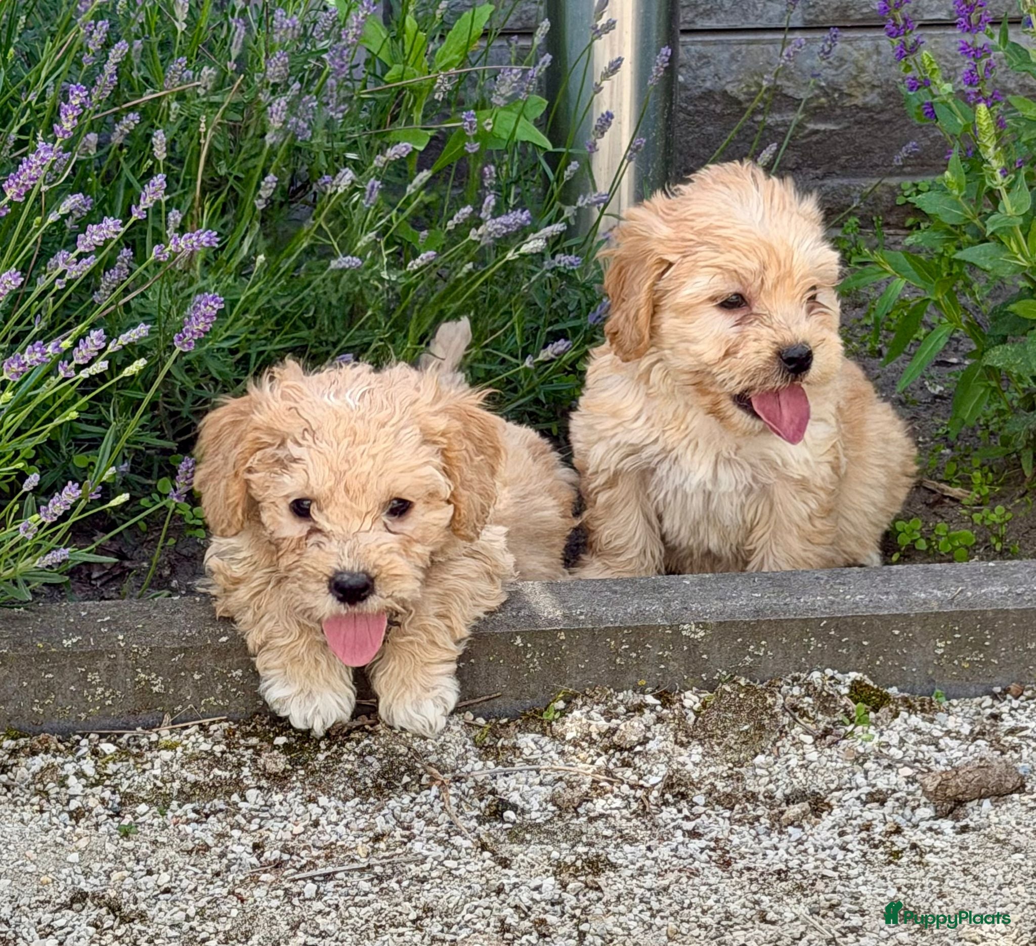 Cockapoo honden te koop: Cockapoo x boomer pups  - Advertentie 17