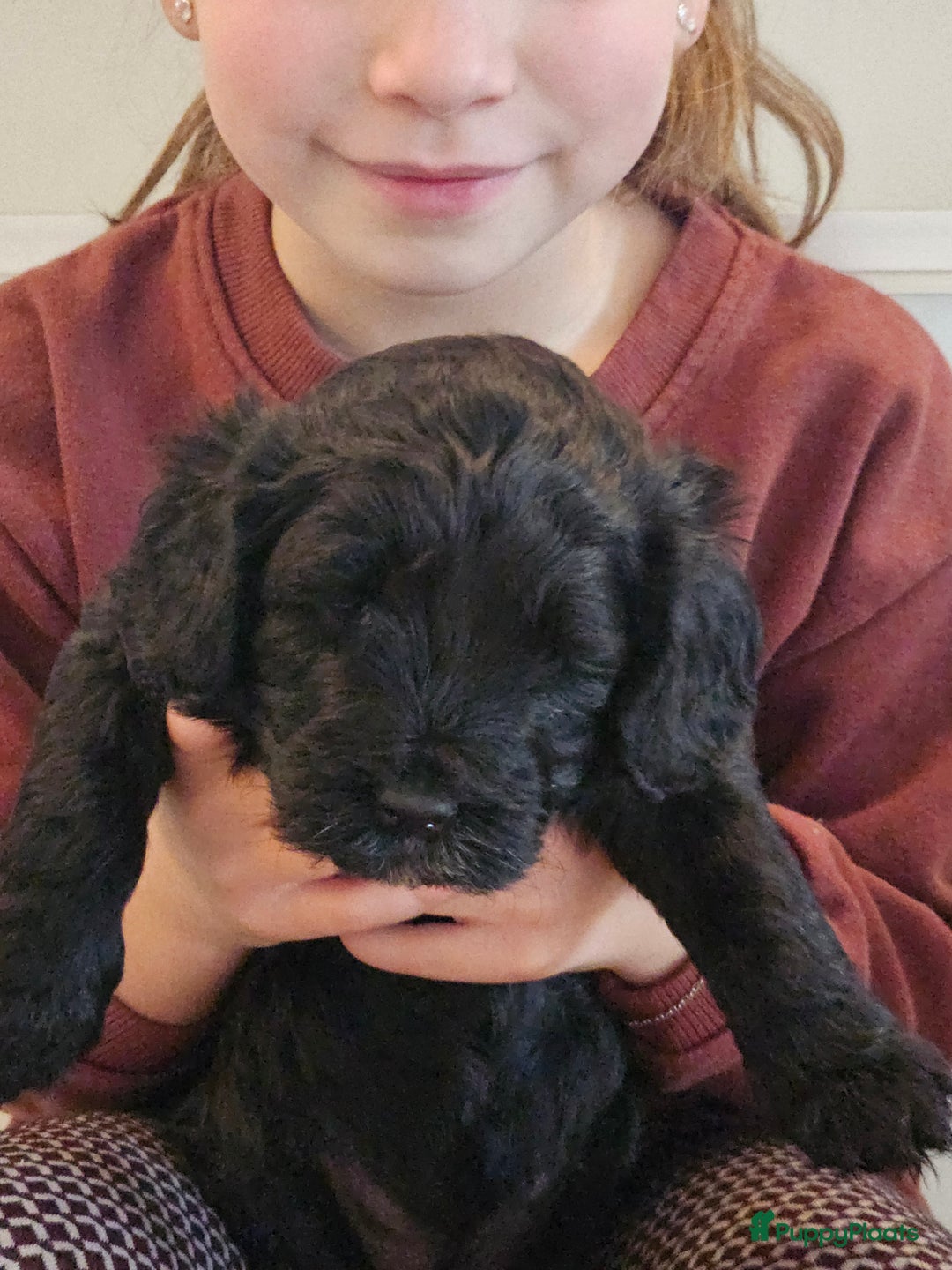 Labradoodle honden te koop: Prachtige labradoodle pups te koop  - Advertentie 2