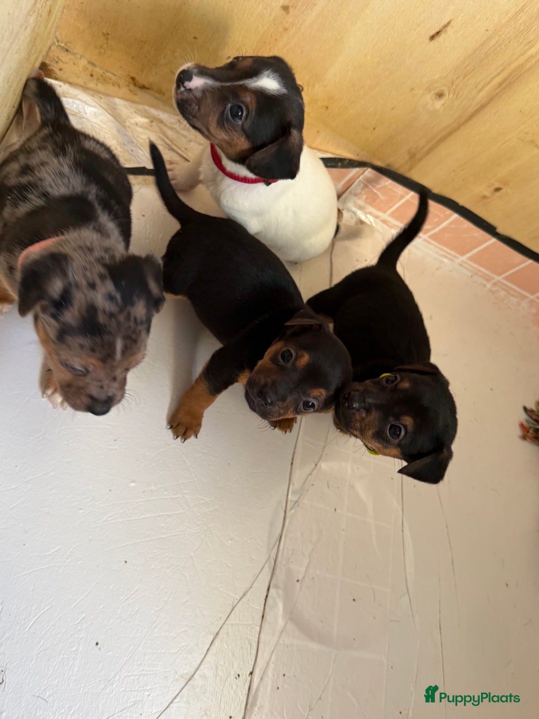 Jack Russel Terriër honden te koop: Jack Russel Pups - Advertentie 6