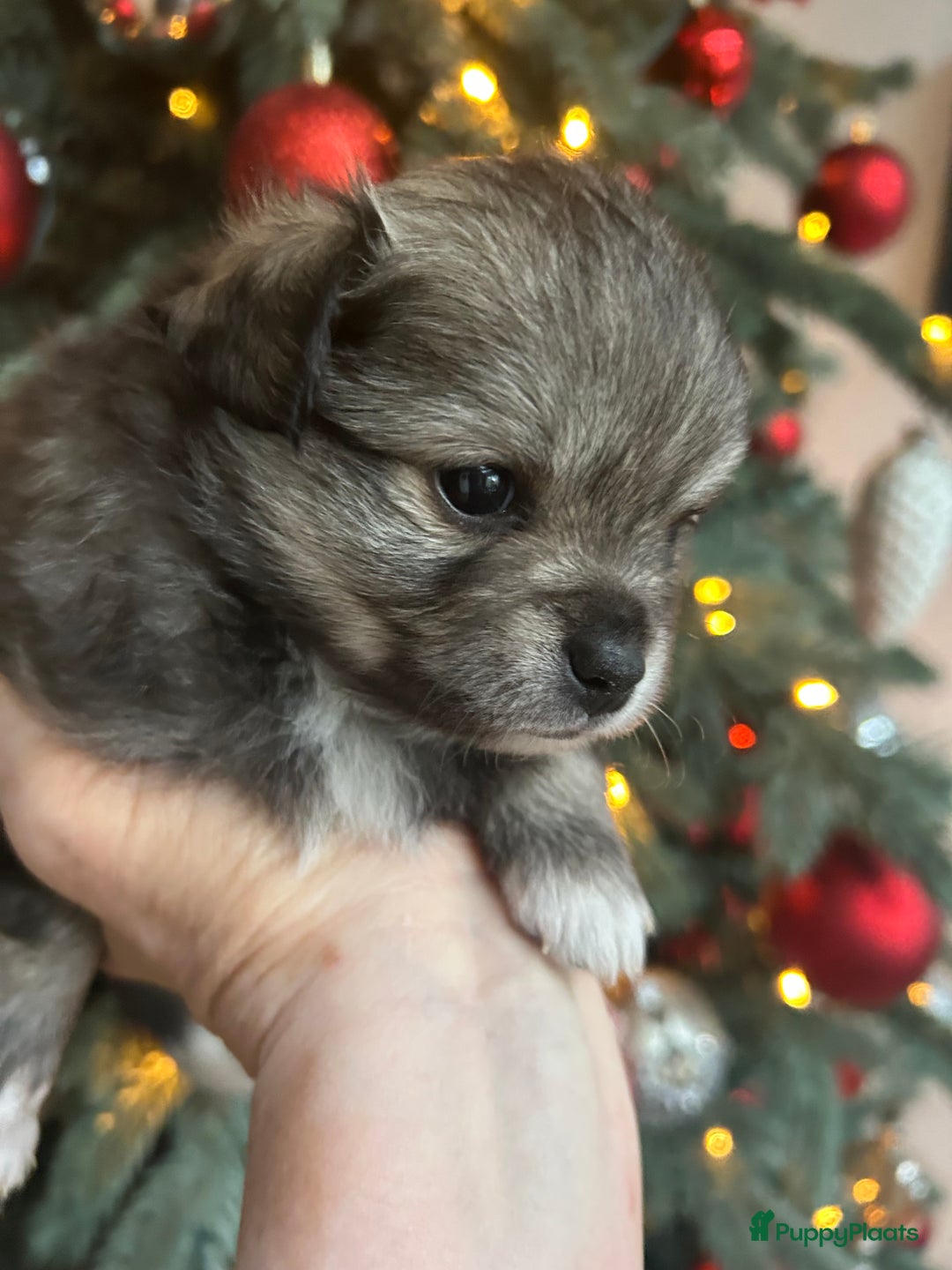 Pomchi honden te koop: Pomchi reutje - Advertentie 10