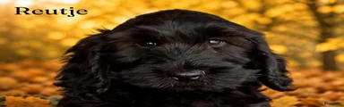 Cockapoo 1