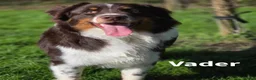 Australian Shepherd honden te koop: Australian Shepherd - Advertentie 23