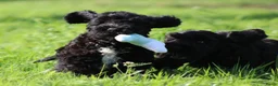 Cockapoo honden te koop: Leuke Cockapoo pups - Advertentie 8
