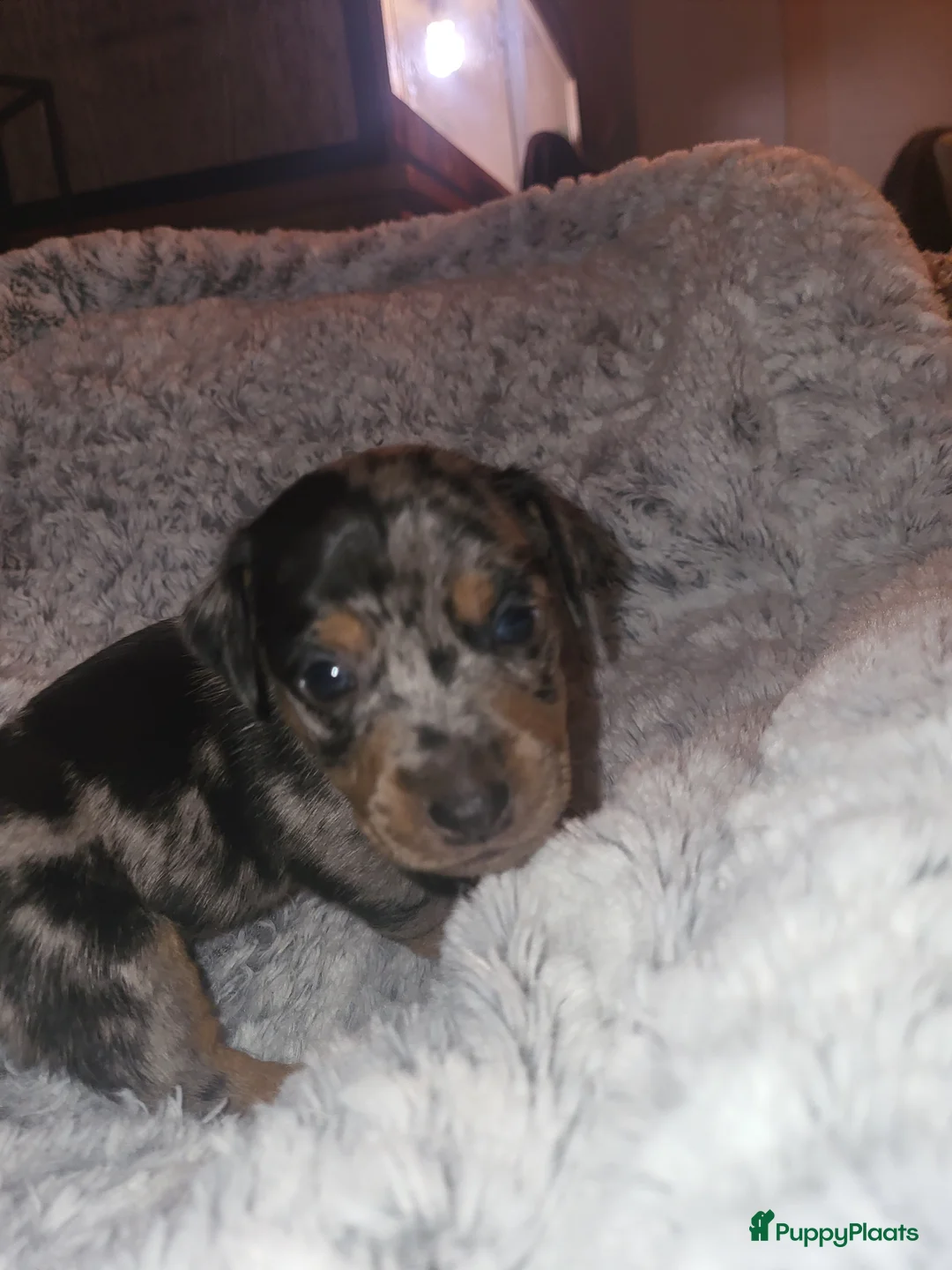 Jack Russel Terriër honden te koop: merle pups - Advertentie 4