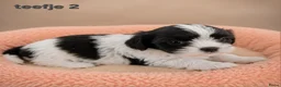 Boomer honden te koop: Super mooi gezonde boomer pups. Shi tzu X Maltezer - Advertentie 5