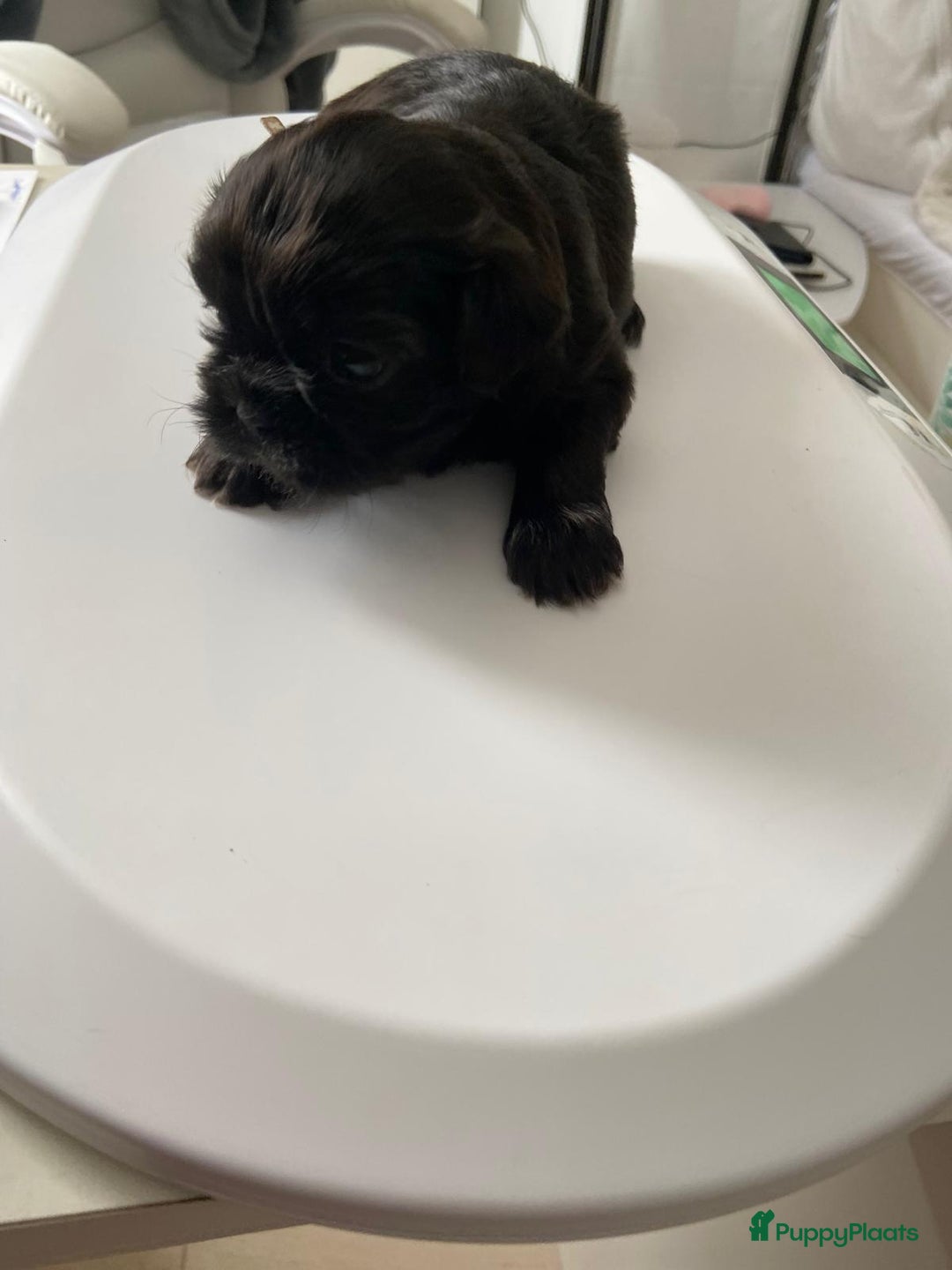 Shih Tzu honden te koop: Raszuivere Shih Tzu puppy's België - Afbeelding 5
