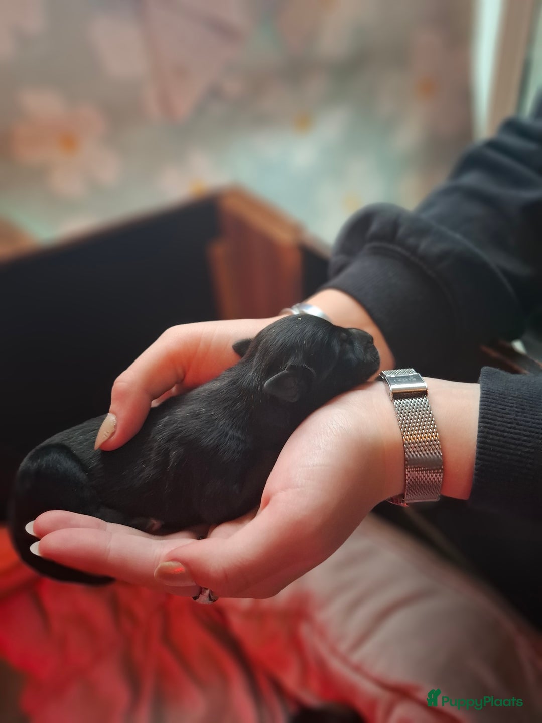 Kruising honden te koop: Boulab pups (Labrador/Berner Senner)  - Advertentie 11