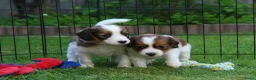 Kooikerhondje honden te koop: Raszuivere Kooikerpup reu. - Advertentie 11