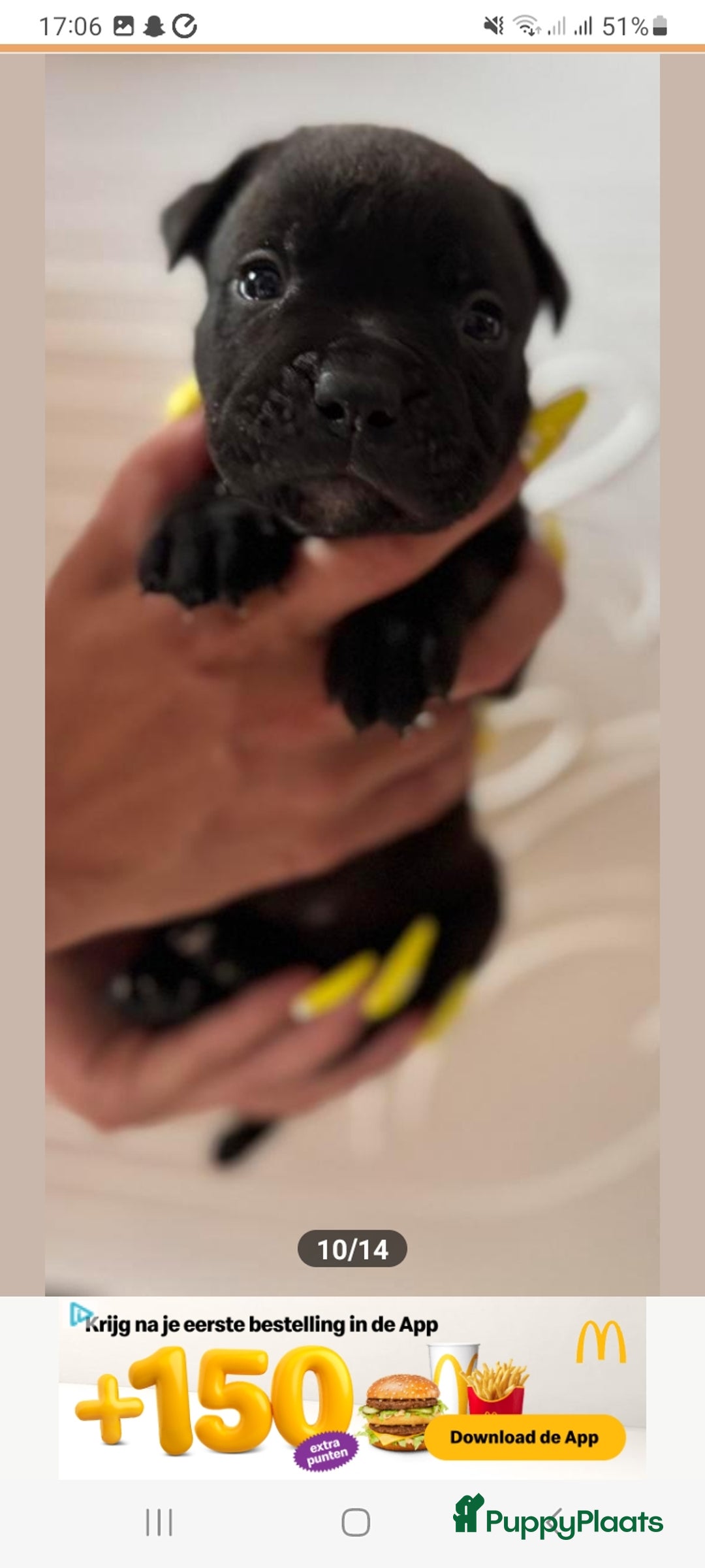 Old English Bulldog honden te koop: Old english bulldog x pocket bully xl  - Afbeelding 6