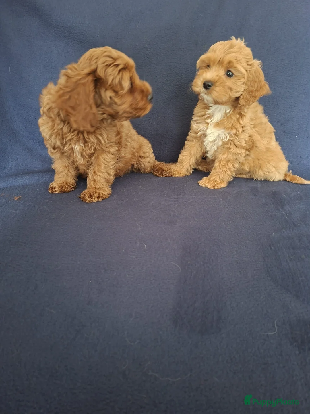 Cavapoo honden te koop: cavapoo puppen beschikbaar - Advertentie 15