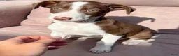 Kruising honden ter adoptie: Abba een meisje zoekt een vriendje voor het leven  - Advertentie 7