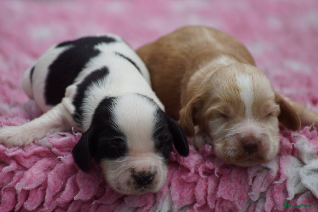 Engelse Cocker Spaniel honden te koop: Engelse Cocker Spaniel Pups met Stamboom  - Afbeelding 17