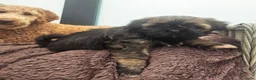 Shih Tzu honden te koop: Raszuivere Shihtzu pups - Advertentie 6