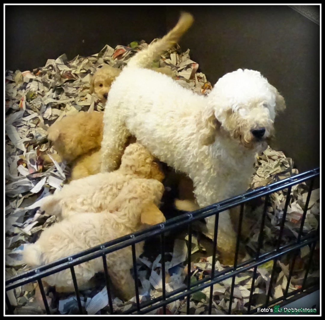 Labradoodle honden te koop: Labradoodle pups volledig geent. - Advertentie 6