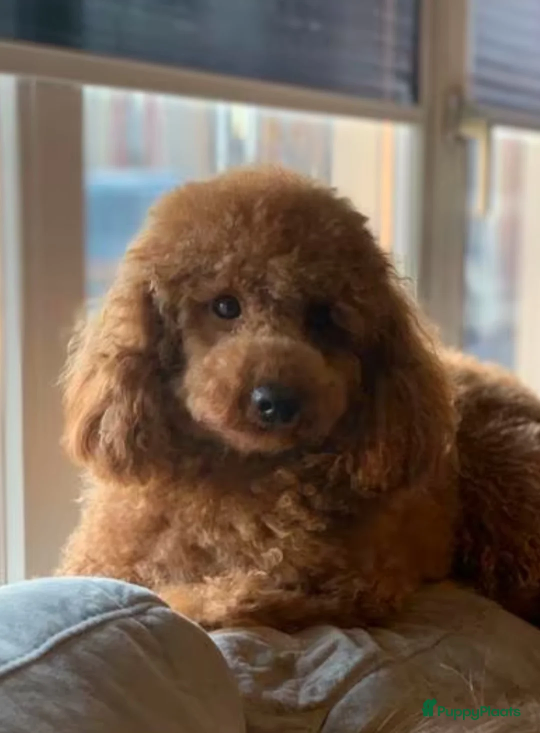 Dwergpoedel honden ter dekking: rode dwergpoedel dekreu (NIET te koop) in Budel - Advertentie 4