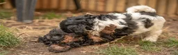 Kruising honden te koop: Dwergpoedel x Boompoo pups  - Advertentie 15