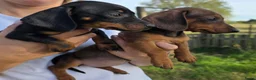 Dwergteckel honden te koop: Dwergteckel Korthaar pups België - Advertentie 1