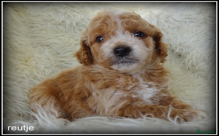 Maltipoo honden - Advertentie 1